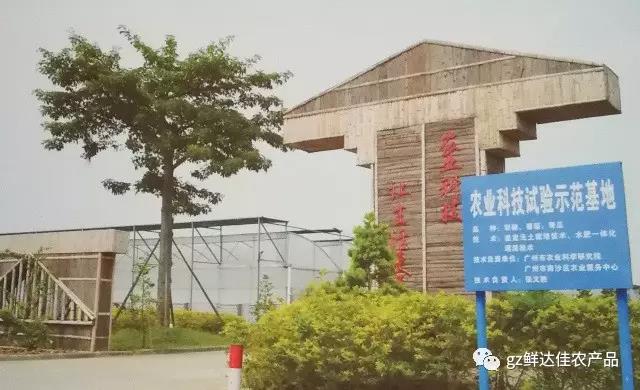 南沙农业生产香蕉国产精品